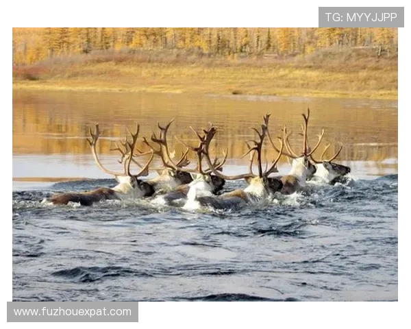 皇家贝蒂斯携手胡梅尔致敬自然